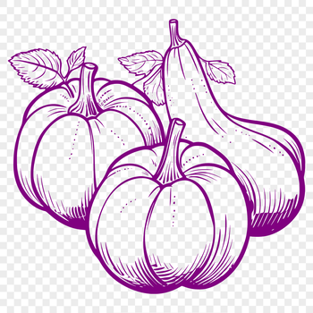 A high-quality vector illustration of a squash, ideal for print and web applications.