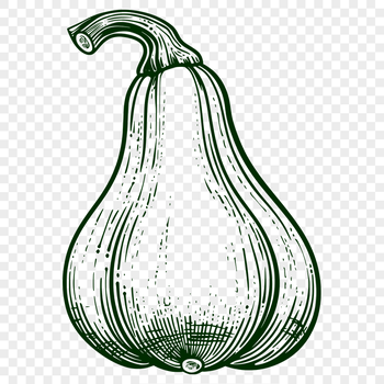 Beautiful Squash Vector Illustration