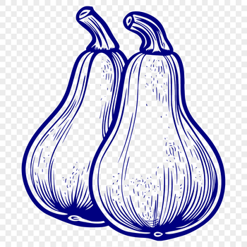 A high-quality SVG illustration of a mature squash on a white background, suitable for various digital uses.