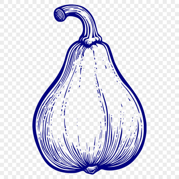 A detailed illustration of a summer squash, suitable for cutting out or tracing with a laser cutter.
