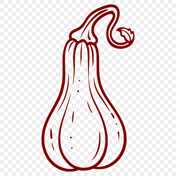 A high-quality illustration of a squash vegetable in vector format, suitable for graphic design and digital artwork.