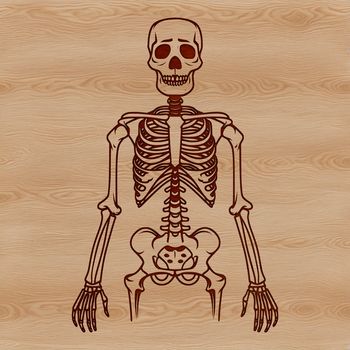 A free-standing human skeleton in 2D vector form.