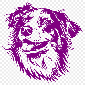 A close-up of a dog's head with distinctive Australian Shepherd markings.