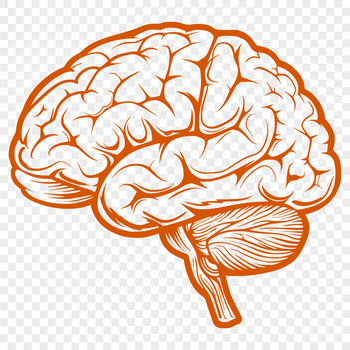 A detailed illustration of the human brain's anatomy, designed as a vector graphic for digital use.