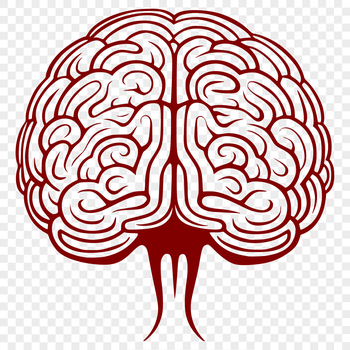 Anatomical illustration of the human brain as a vector graphic.
