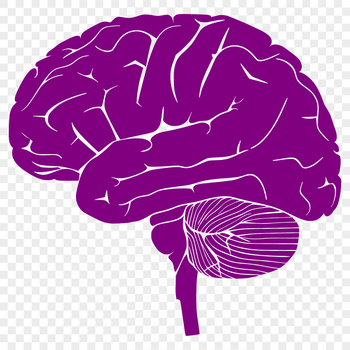 High-resolution SVG diagram of a brain with detailed anatomical structure.