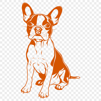 Illustrative drawing of a seated Boston Terrier, a popular dog breed, suitable for vector art projects.