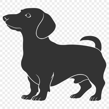 A full-body illustration of a standing Dachshund dog breed, suitable for vector design.