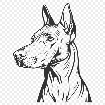 High-quality vector illustration of a Doberman Pinscher dog's head, suitable for various graphic design purposes.