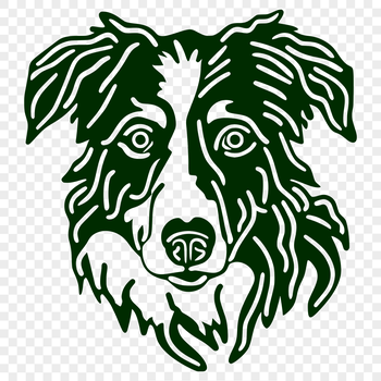 A portrait of a calm Australian Shepherd dog with a furry coat and a distinctive head shape.