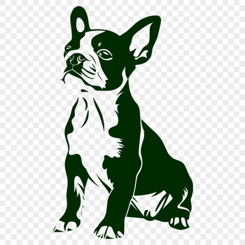 A full-body illustration of a Boston Terrier sitting on its haunches.