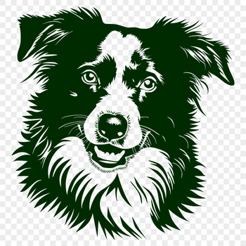 Australian Shepherd dog breed profile illustration in vector format.