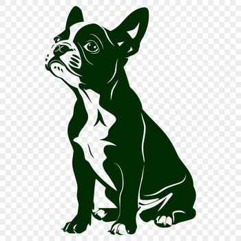 Boston Terrier dog breed in full-body view, sitting upright.
