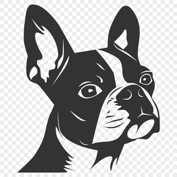 A detailed illustration of a Boston Terrier's head, suitable for various graphic designs and craft projects.