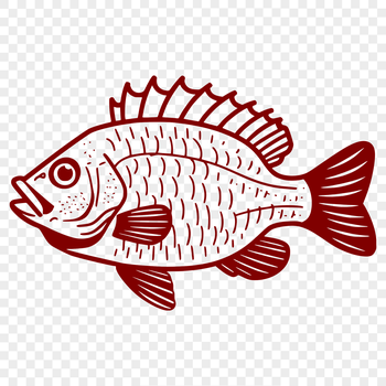 A detailed illustration of a Crappie fish in full body view, suitable for clip art and vector design.