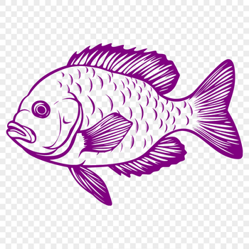A detailed illustration of a full-body Crappie fish with intricate details.