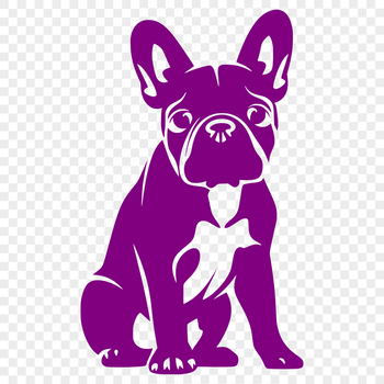 A sitting French Bulldog shown in full body view.