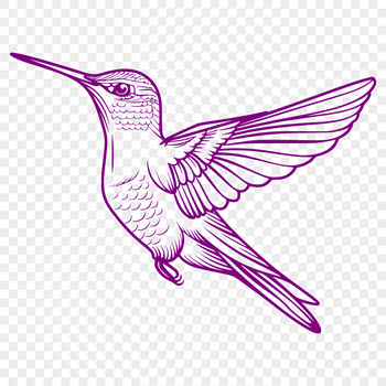 An accurate vector representation of a hummingbird from head to toe, ideal for use in various design applications.