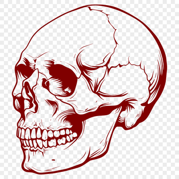 A stylized illustration of a skull designed as a vector graphic.