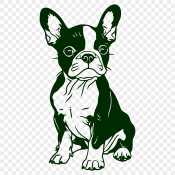 A detailed vector illustration of a Boston Terrier sitting on its haunches.