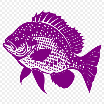 A high-quality illustration of a Crappie in full body view, suitable for design projects.