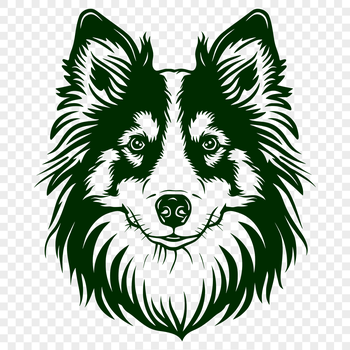 Close-up portrait of a Shetland Sheepdog's head and face with detailed fur texture.