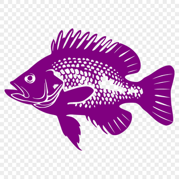 A high-quality digital illustration of a full-body crappie fish in vector format.