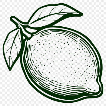 A hand-drawn illustration of a lemon fruit with smooth curves and fine details.