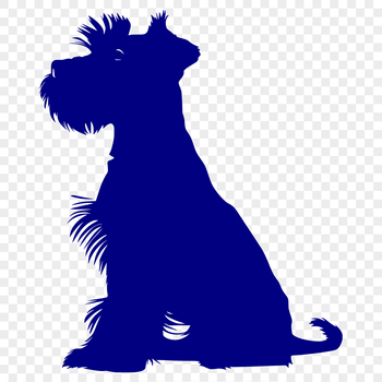 A small breed dog with a distinctive beard and eyebrows sitting on its hind legs.