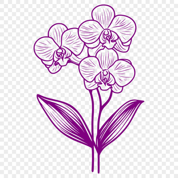 A colorful orchid flower with symmetrical petals, suitable for digital design.