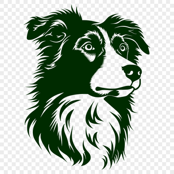 A portrait of a medium-sized Australian Shepherd with a wedge-shaped head and erect ears, suitable for vector art designs.
