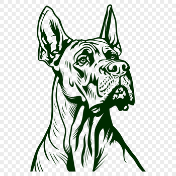 Free Stunning Great Dane Image