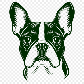 A vector illustration of a friendly Boston Terrier dog's head.