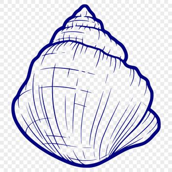 A detailed illustration of a seashell in vector format.