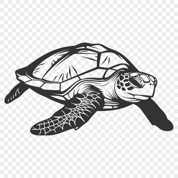 A full-body illustration of a sea turtle, depicted in a realistic style.