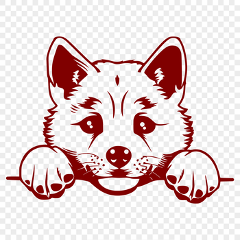 A close-up of a Shiba Inu's face, showcasing its distinctive fox-like features.