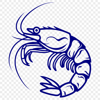 A detailed illustration of a shrimp, shown in full body view with its shell and legs visible.