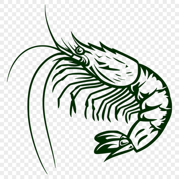 Unique Shrimp Clip Art