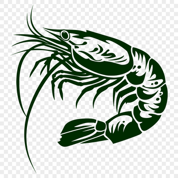 An SVG vector graphic representation of a shrimp animal from different angles.