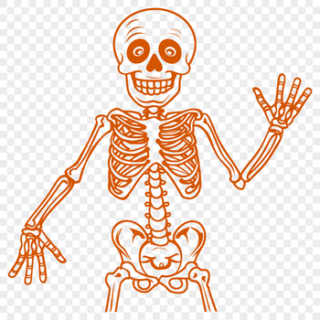A detailed illustration of a skeleton, featuring a human body with bones visible underneath the skin.