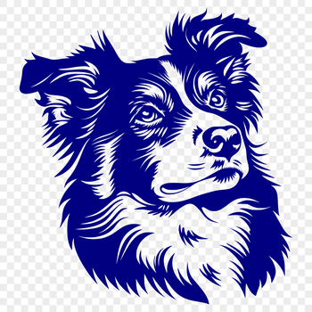 A portrait of a loyal Australian Shepherd dog with a distinctive head shape.