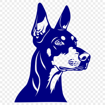Anatomically accurate vector graphic of a Doberman Pinscher dog breed.