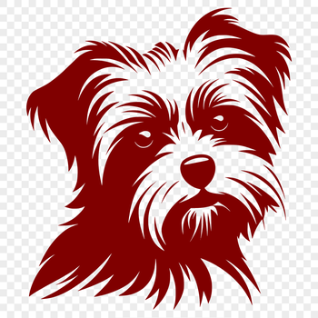 A small breed dog with a cute face and curly fur.