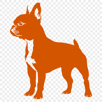 A digital illustration of a full-body Boston Terrier standing on its hind legs.