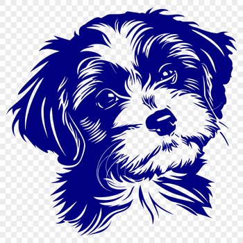 A small breed dog with a curly coat and floppy ears, identified as a Havanese.