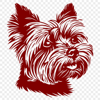 A small, compact breed dog with a distinctive head shape.