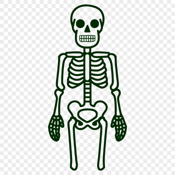 A detailed digital illustration of a standing human skeleton, created as a vector design for various uses.