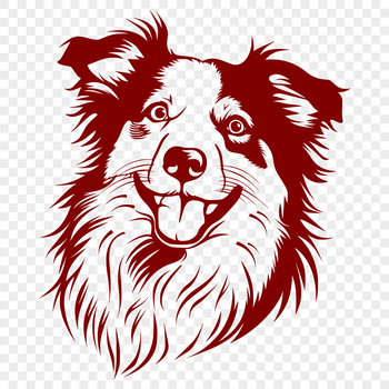 An image of a young Australian Shepherd with a fluffy head and piercing eyes.