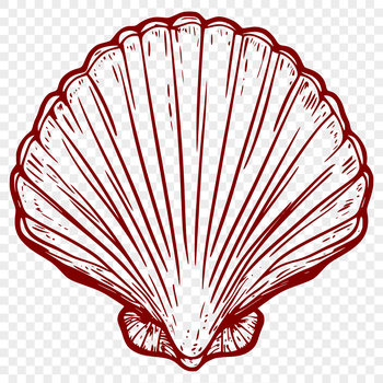 A stylized illustration of a seashell, suitable for use in vector designs and crafts.