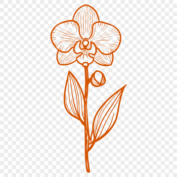 A detailed illustration of a single orchid flower with intricate petals.
